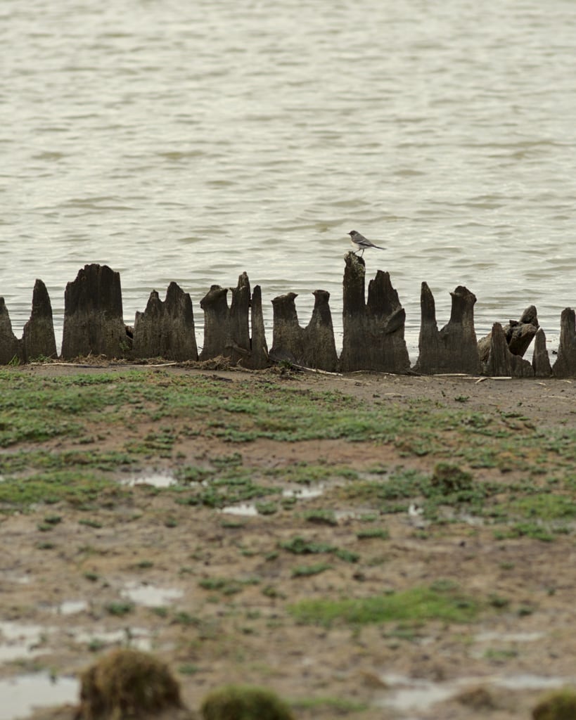 Bird at Getterön
