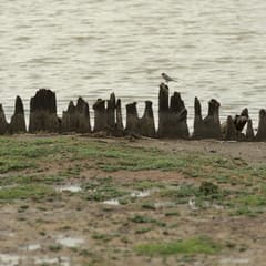 Bird at Getterön