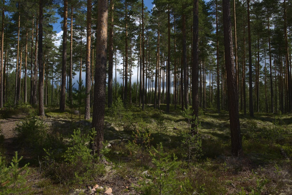 dalarna-2020_0051
