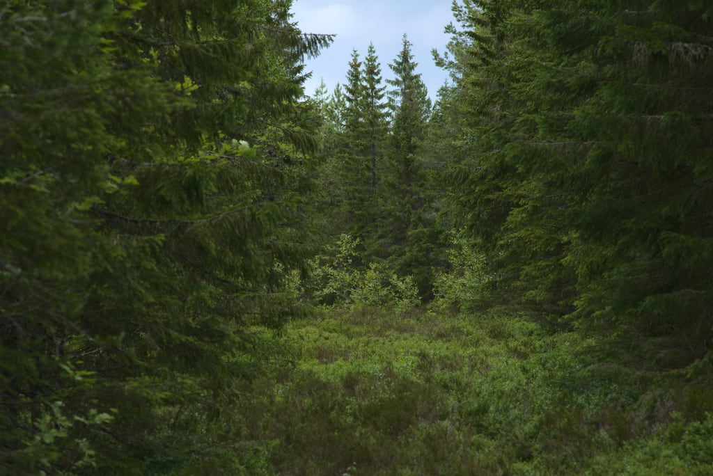 dalarna-2020_0064