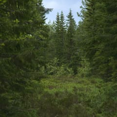 dalarna-2020_0064