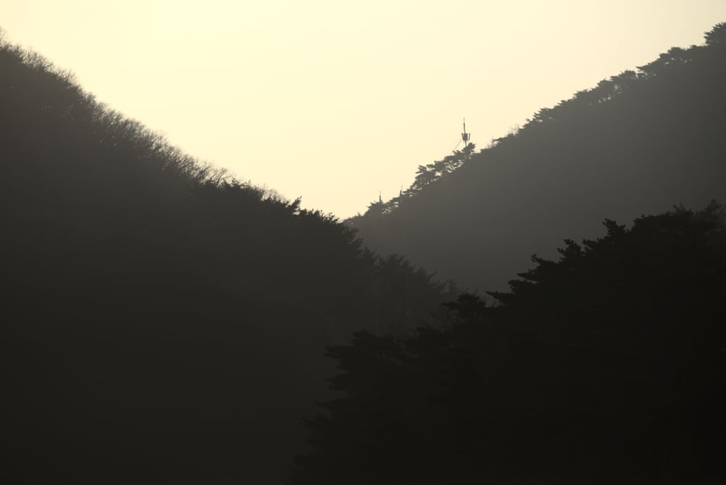 layers-of-woods