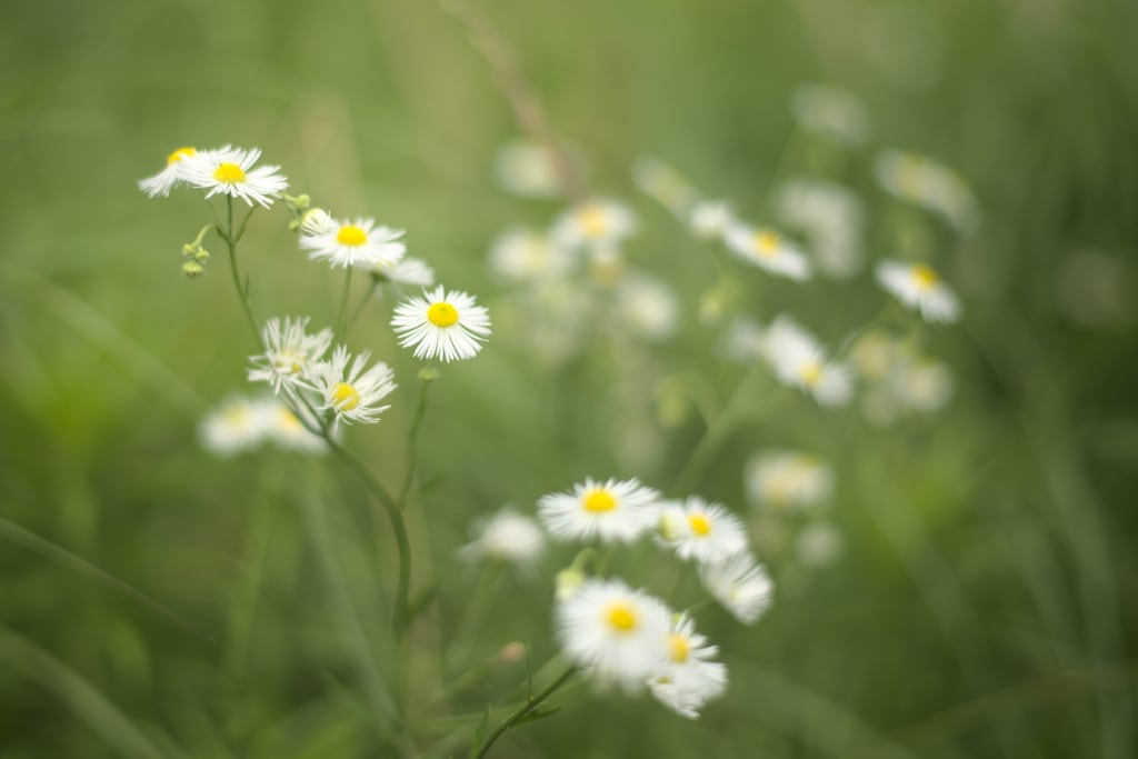 midsommar-tanriver_0014