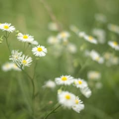 midsommar-tanriver_0014