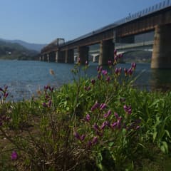 Yangsu_0004