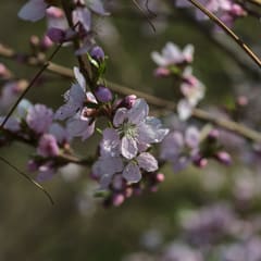 Yangsu_0011