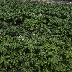 Daebundo_0077