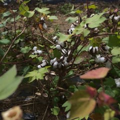 andong_hahoe_0020