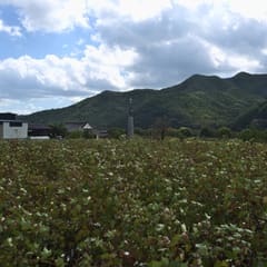 andong_hahoe_0022