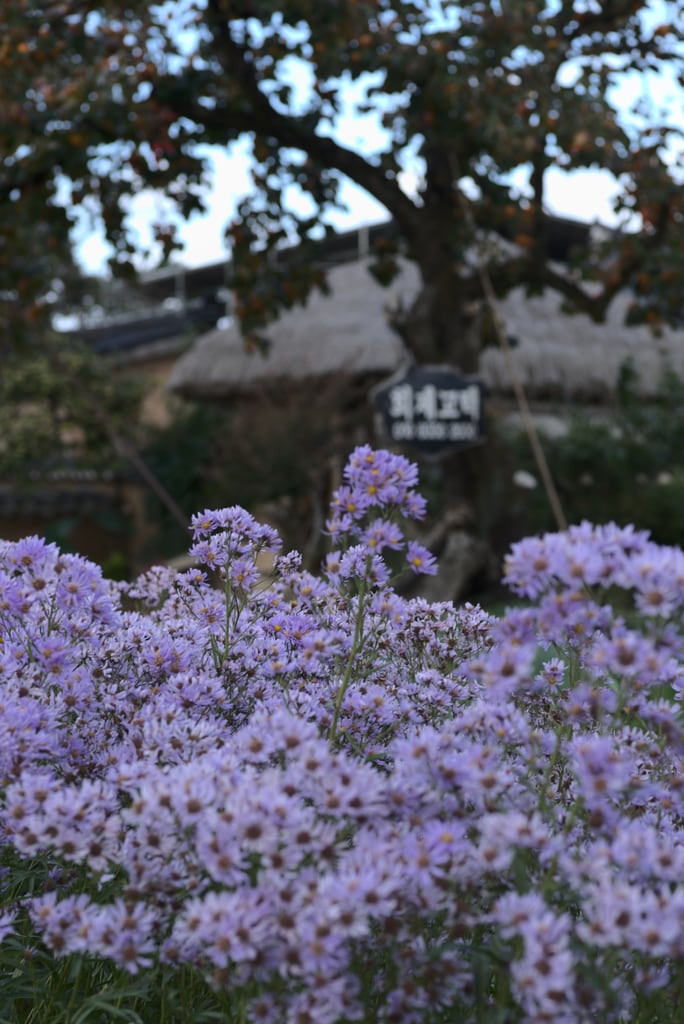 andong_hahoe_0025