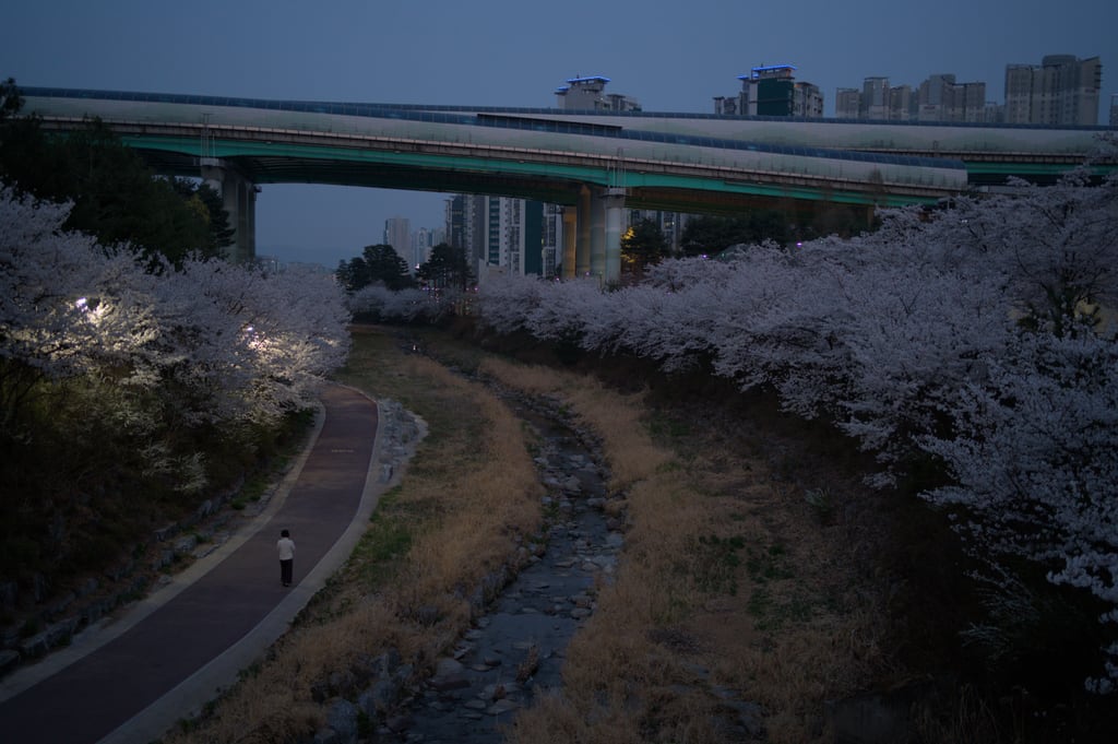 Sakura-by-Night