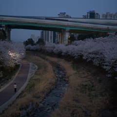 Sakura-by-Night