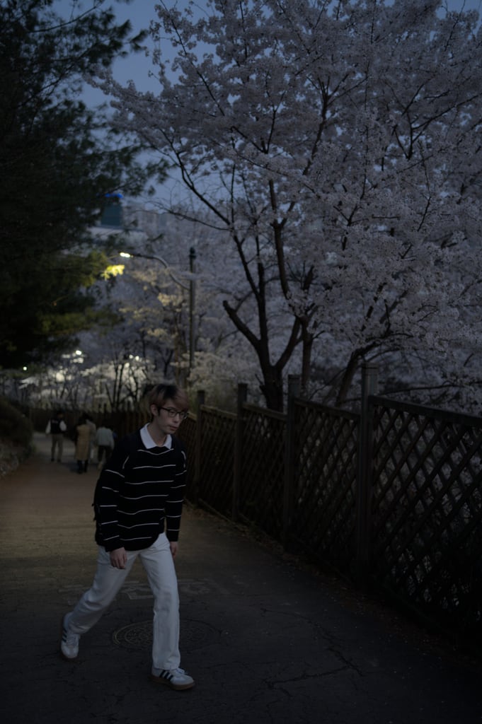 Sakura-by-Night-Pedestrian