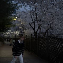 Sakura-by-Night-Pedestrian