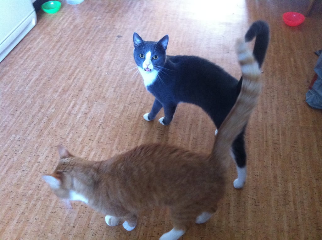 Katzen zu Besuch