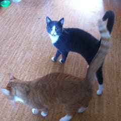 Katzen zu Besuch