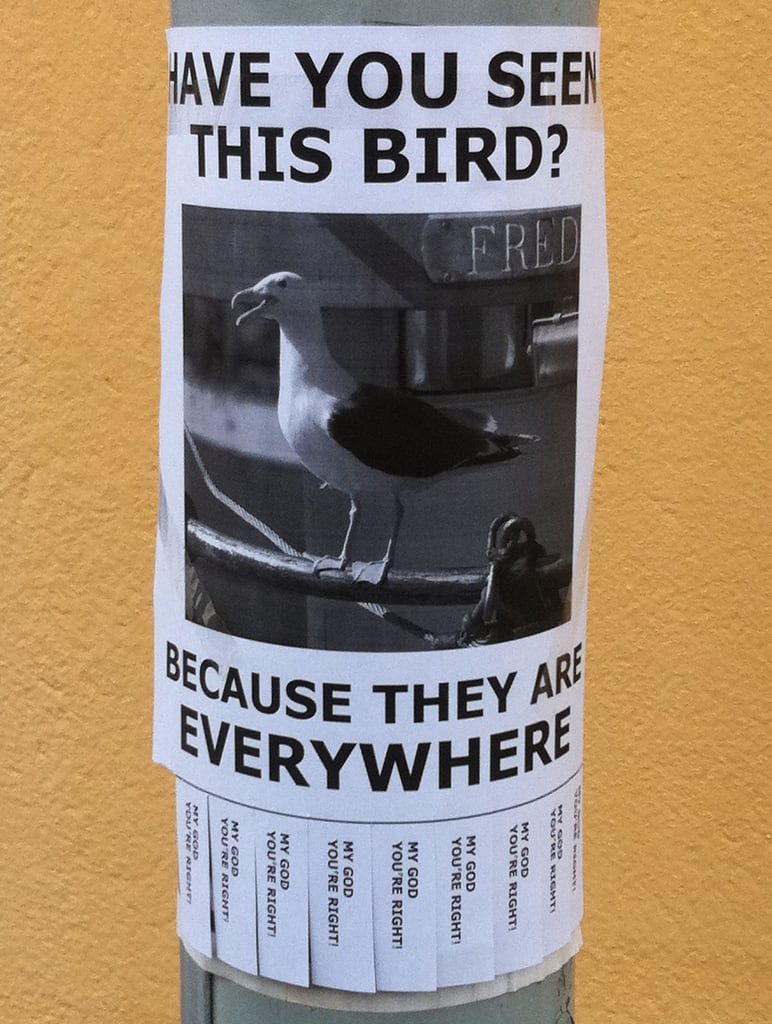 Have you seen this bird?