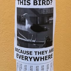 Have you seen this bird?