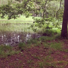 Forrest water