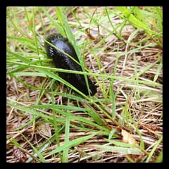 Snigel