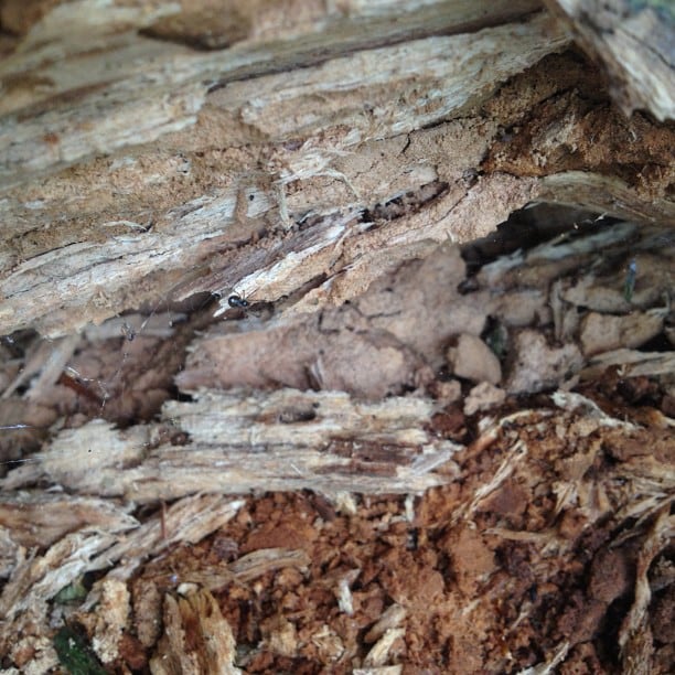 Wood