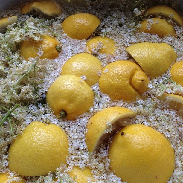 Elderflower champagne