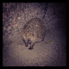 Igel