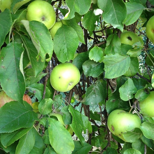 Apple tree