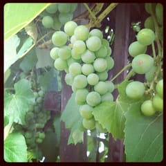 Grapes