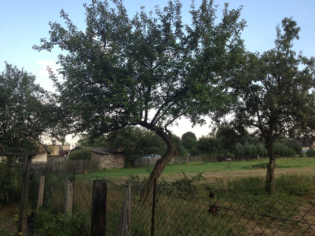 Pear tree