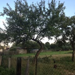 Pear tree