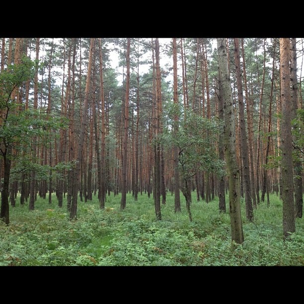 Forrest