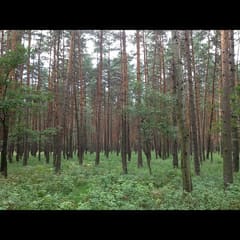 Forrest