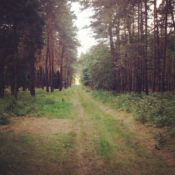 Forrest