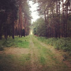 Forrest