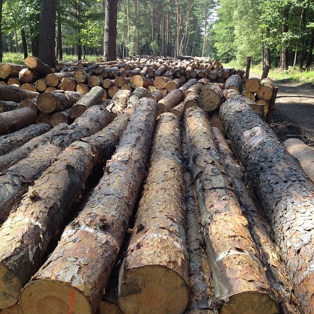 Wood