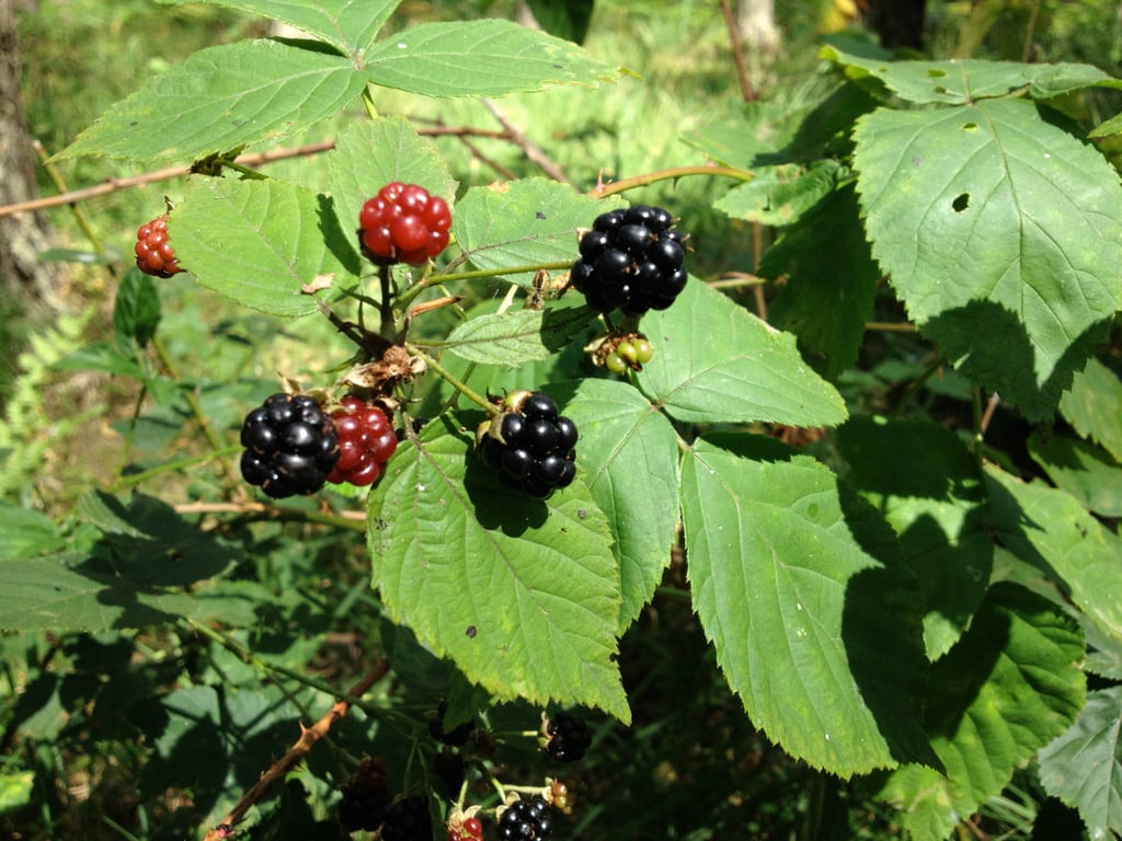 Blackberries