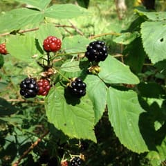 Blackberries