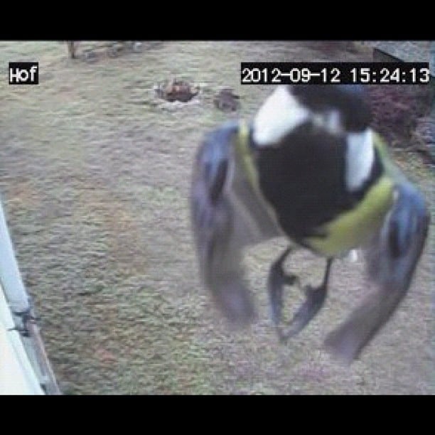 Bird looking into CCTV