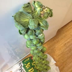 Take a look at what I bought for lunch today!