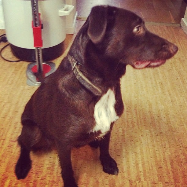 À dog is visiting me :-)