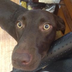 I hot company of a dog today at work :)