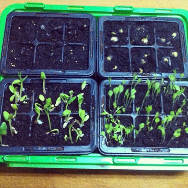 My garden this year. Cucumber, green salad, tomatoes and peas.