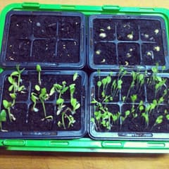 My garden this year. Cucumber, green salad, tomatoes and peas.