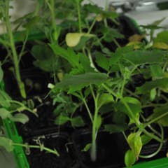 Indoor garden