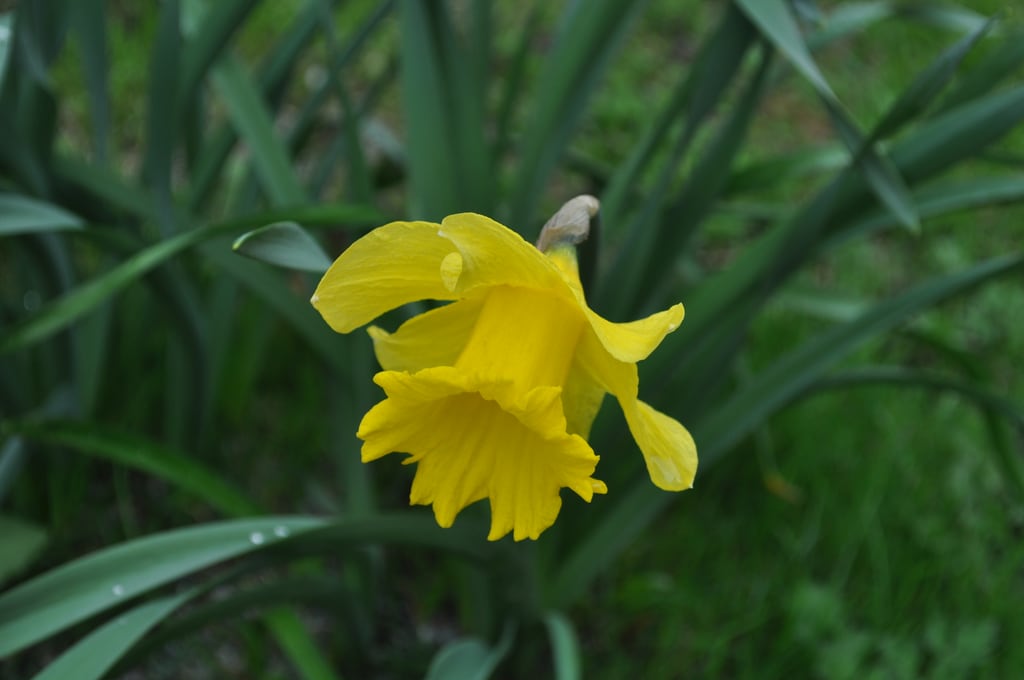 Yellow flower
