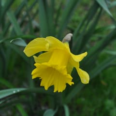Yellow flower
