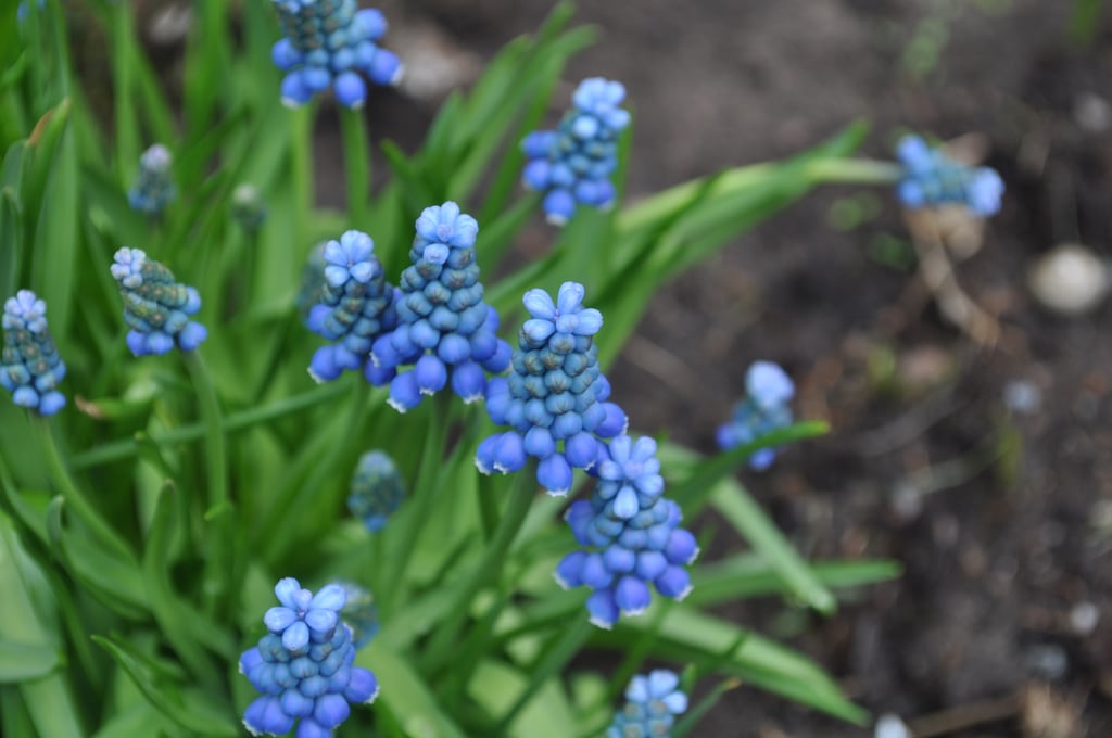 Blue flowers