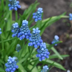 Blue flowers