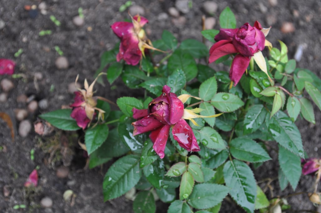 Red flowers